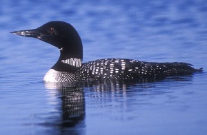 Loon