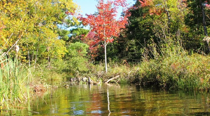 Fall 2014 Beaver Dams