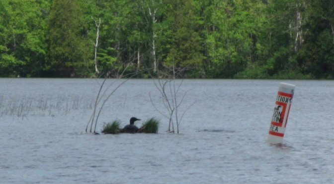 Loons are nesting