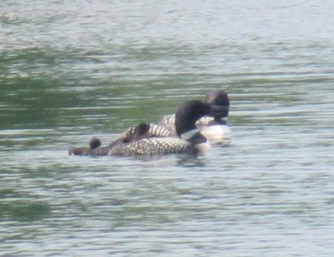 June 20th 2019, 2 LOON CHICKS!