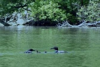 2021 Loon UPDATE – 2 CHICKS!