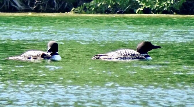 2022, June 23- Loon Chick Born