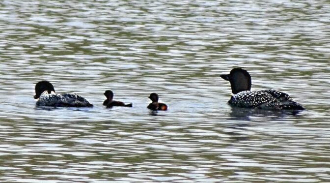 2023 – The Loons Have Chicks